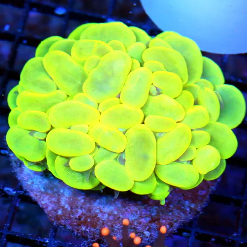 WYSIWYG 5X4 ULTRA ULTRA LEMONLIME YELLOW ULTIMATE SHOWPIECE INDO GLOWING BUBBLE CORAL-INCREDIBLE!! live coral for sale - Extreme Corals