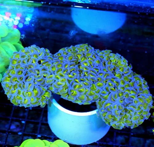 WYSIWYG 7X5 SUPER SUPER NEON YELLOW TENTACLED SUPER BLUE TIPPED SHOWPIECE HAMMER CORAL-I LOOOOVE THIS ONE!!! live coral for sale - Extreme Corals
