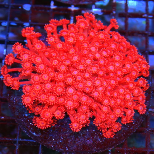 WYSIWYG 5.5 5.5 ULTRA FIREBOMB RED ULTRA ULTRA GRADE SHOWPIECE RED INDO GONIOPORA-ULTIMATE COLOR live coral for sale - Extreme Corals