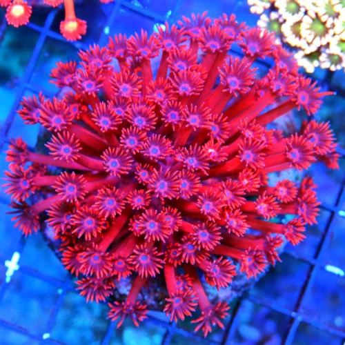 WYSIWYG 5X5 PEE IN YOUR PANTS AWESOME SUPER SUPER CHERRY FLAMETHOWER RED INDO GONIOPORA live coral for sale - Extreme Corals