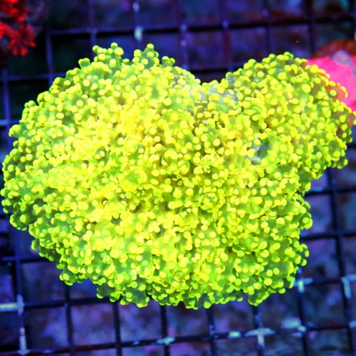 WYSIWYG 6X5XXL ULTRA SPECIMEN THAT IS BREATHTAKING THIS IS IT GLOW IN THE DARKYELLOW  OCTOSPAWN SUPER RARE C live coral for sale - Extreme Corals