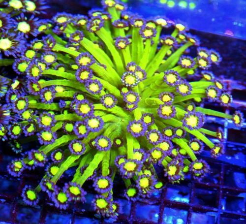 WYSIWYG 5.5X5.5 XXL ULTRA GONIOPORA-VERY VERY HARD TO GET "GLITTER" GONIOPORA-COLLECTORS ITEM!! live coral for sale - Extreme Corals