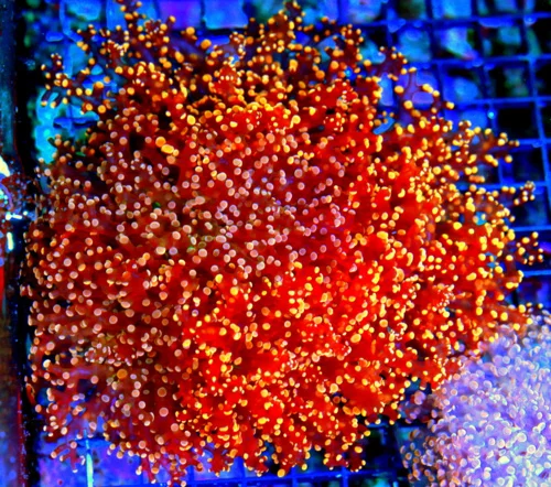 WYSIWYG 7X7 VERY SPECIAL COMBO OCTOSPAWN TWO DIFFERENT SHOW COLOR OCTOSPAWN IN ONE CORAL 2 FOR PRICE 1 live coral for sale - Extreme Corals