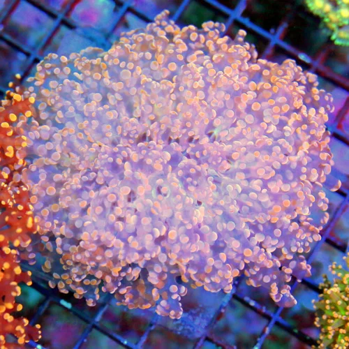 WYSIWYG 5X5 ULTRA OCTOSPAWN MY FAVORITE CORAL OF THE MONTH-THIS IS A EPIC SHOWPIECE-MUST PURCHASE FOR COLLEC live coral for sale - Extreme Corals