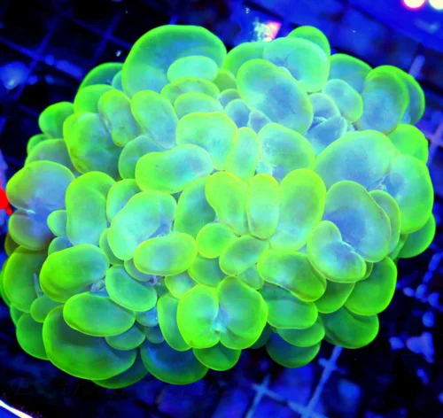 WYSIWYG 6X5 XXL OUTSTANDING COLOR!! SUPER LEMONLIME GREEN AND BLUE SUPER COLORED XXL INDO BUBBLE CORAL live coral for sale - Extreme Corals