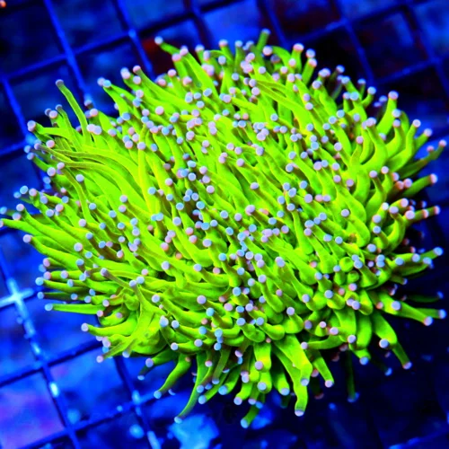 WYSIWYG 5X5 OUTRAGEOUS COLOR!! ULTRA ULTRA GRADE "CAREBEAR TORCH" THIS IS DEFINATELY MUST PURCHASE COLLECTOR live coral for sale - Extreme Corals