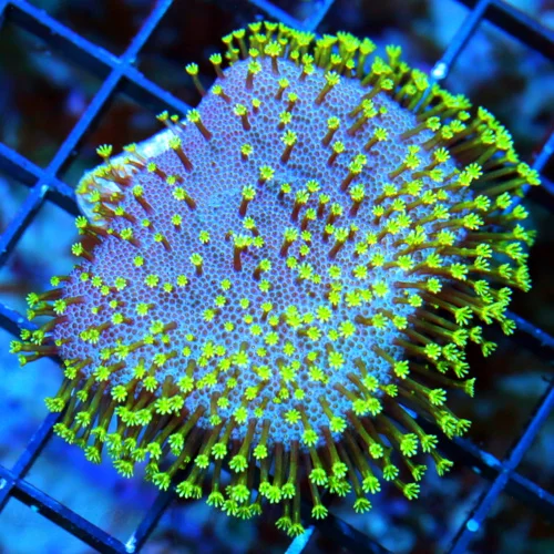 WYSIWYG 3X3 VERY VERY HARD TO GET PURPLE BASED LONG TENTACLED WEEPING WILLOW TOADSTOOL LEATHER live coral for sale - Extreme Corals