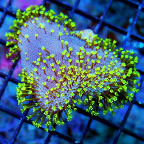WYSIWYG 4X3 VERY VERY HARD TO GET PURPLE BASED LONG TENTACLED WEEPING WILLOW TOADSTOOL LEATHER live coral for sale - Extreme Corals
