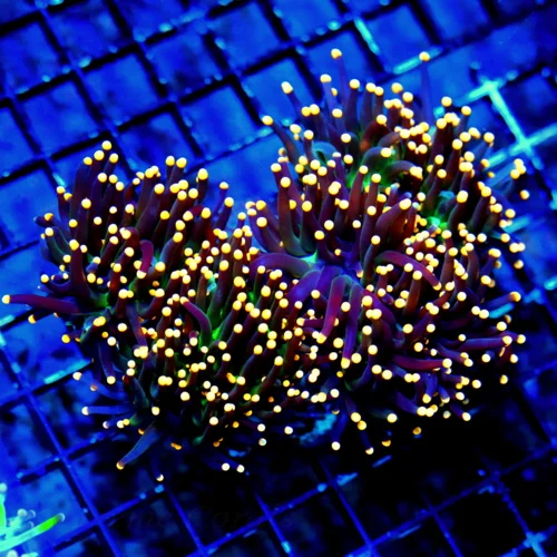 WYSIWYG 6X5 WOW WOW WOW SUPER ORANGE TIPPED "ULTRA JOKERS WILD" INDO TORCH COLLECTORS BOOK QUALITY SPECIME live coral for sale - Extreme Corals