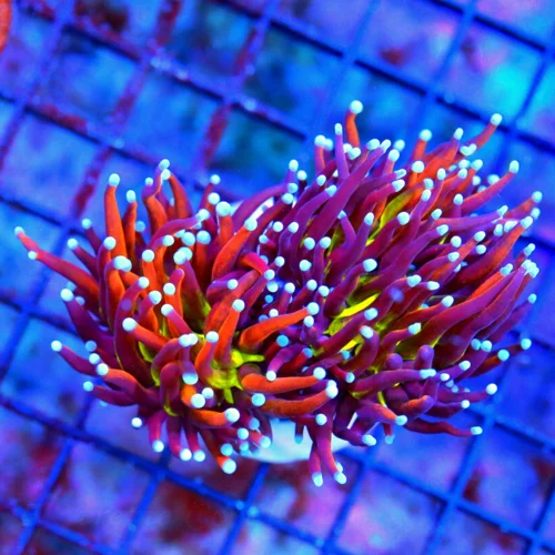 WYSIWYG 4X3 XL DOUBLE HEADED "JOKER INDO TORCH" THIS IS A SERIOUS COLLECTOR ITEM!! I GAURANTEE THIS WILL BLO live coral for sale - Extreme Corals