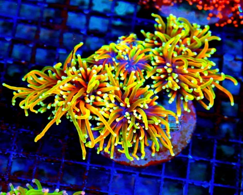 WYSIWYG 7X6 GIANT XXL ULTIAMTE SHOWPIECE "DANTE INFERNO" INDO GIANT CENTERPIECE TORCH live coral for sale - Extreme Corals