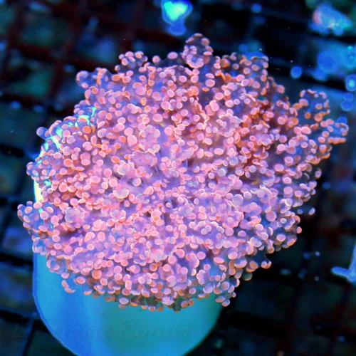 WYSIWYG 4x4 ULTRA OCTOSPAWN MY FAVORITE CORAL OF THE MONTH-THIS IS A EPIC SHOWPIECE-MUST PURCHASE FOR COLLEC live coral for sale - Extreme Corals
