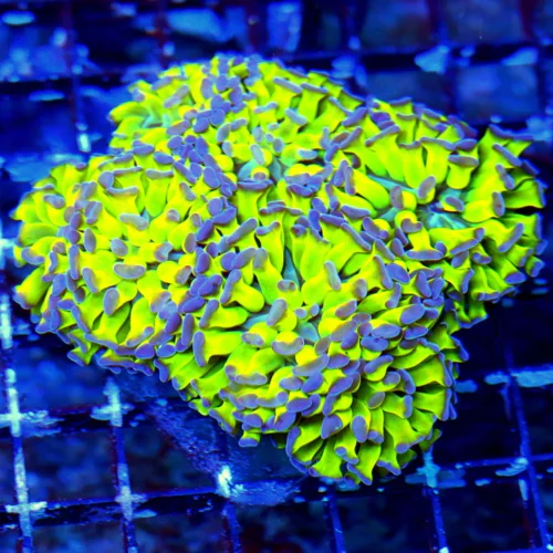 WYSIWYG 5X4.5 SCREAMIN NEON GREEN BLUE TIPPED BRANCHING ULTRA COLORED SHOW HAMMER COLONY live coral for sale - Extreme Corals