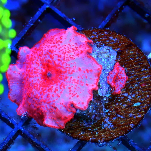 WYSIWYG SUPER COOL HARD TO GET SUPER COLORED "STRIPPER LIPS" DISCOSOMA MUSHROOM live coral for sale - Extreme Corals