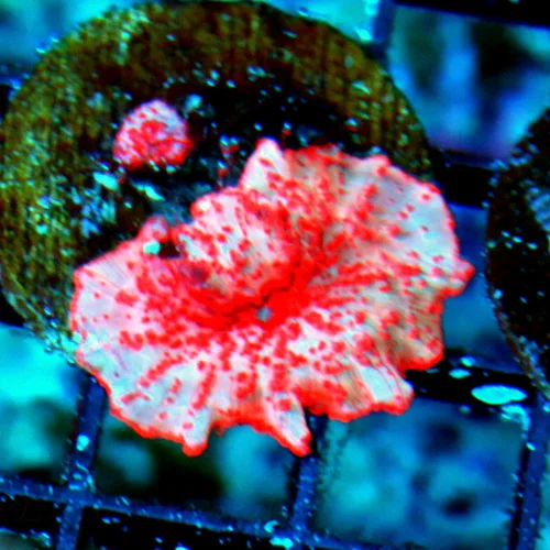 WYSIWYG SUPER COOL HARD TO GET SUPER COLORED "STRIPPER LIPS" DISCOSOMA MUSHROOM live coral for sale - Extreme Corals