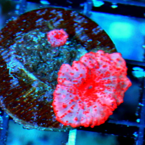 WYSIWYG SUPER COOL HARD TO GET SUPER COLORED "STRIPPER LIPS" DISCOSOMA MUSHROOM live coral for sale - Extreme Corals