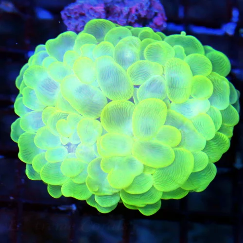 WYSIWYG 4X3 5.LARGE OUTSTANDING COLOR!! SUPER LEMONLIME GREEN AND BLUE SUPER COLORED XXL INDO BUBBLE CORAL live coral for sale - Extreme Corals