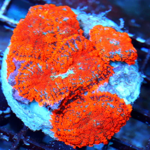 WYSIWYG 4X4 HANDPICKED FROM HUNDREDS VERY VERY SPECIAL COLOR AWESOME PRICE!! MUST PURCHASE RHODACTIS COLONY! live coral for sale - Extreme Corals