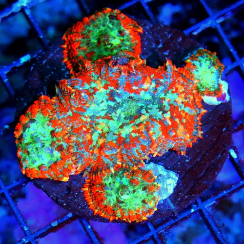 WYSIWYG 4X4 HANDPICKED FROM HUNDREDS VERY VERY SPECIAL COLOR AWESOME PRICE!! MUST PURCHASE RHODACTIS COLONY! live coral for sale - Extreme Corals