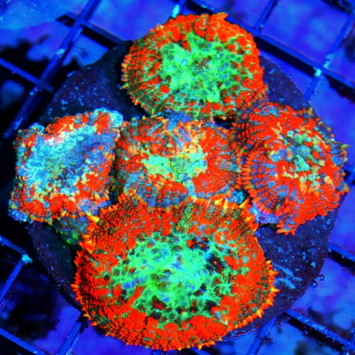 WYSIWYG 4X4 HANDPICKED FROM HUNDREDS VERY VERY SPECIAL COLOR AWESOME PRICE!! MUST PURCHASE RHODACTIS COLONY! live coral for sale - Extreme Corals