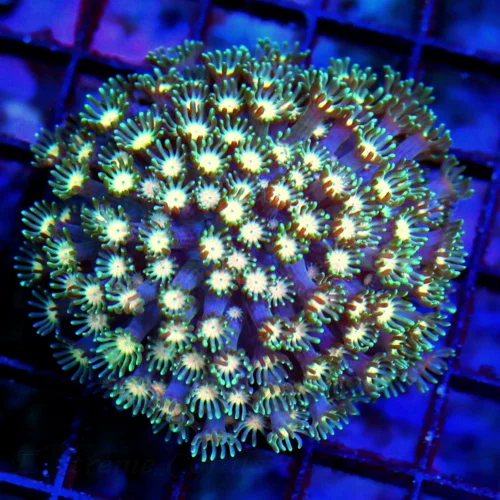 WYSIWYG 3.5X3.5 VERY VERY RARE COLORED JEWELED EYED SHOWPIECE AUSSIE ALVEOPORA-VERY VERY SPECIAL live coral for sale - Extreme Corals