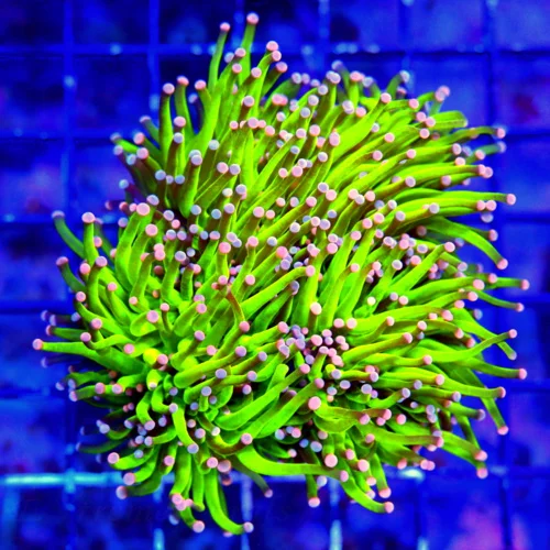 WYSIWYG 4.5X4.5 OUTRAGEOUS COLOR!! ULTRA ULTRA GRADE "CAREBEAR TORCH" THIS IS DEFINATELY MUST PURCHASE COLLE live coral for sale - Extreme Corals