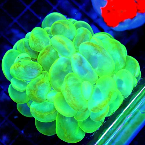 WYSIWYG 5X4 XL OUTSTANDING COLOR!! SUPER LEMONLIME GREEN AND BLUE SUPER COLORED XXL INDO BUBBLE CORAL live coral for sale - Extreme Corals