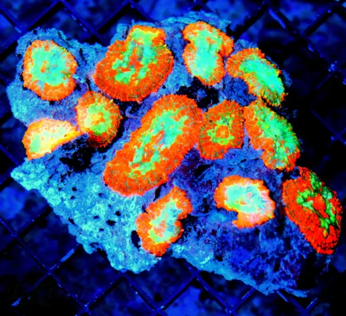 WYSIWYG 5.5X4.5 XXL CENTERPIECE RHODACTIS MUSHROOM COLONY-THIS SPECIMEN IS VERY SPECIAL AND COLOR IS SUPER I live coral for sale - Extreme Corals