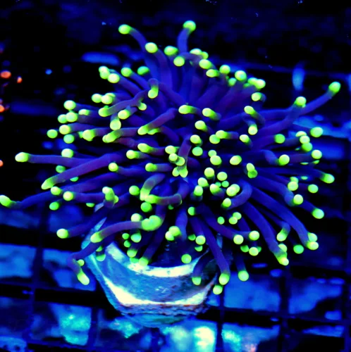 WYSIWYG 4X4 AWESEOME NEON NEON ULTRA PURPLE SUPER YELLOW TIPPED GAS BLACKLIGHT TORCH live coral for sale - Extreme Corals