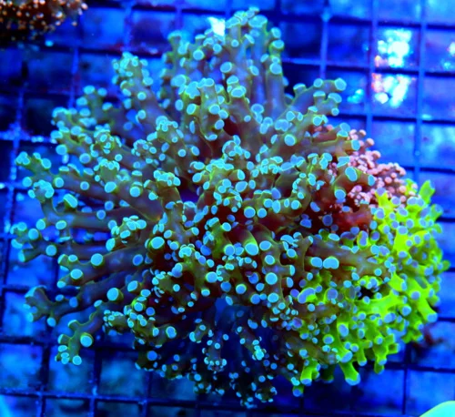 WYSIWYG 6X6 COMBO ULTRA GRADE 3 SEPERATE OCTOSPAWN IN ONE CORAL XXL SHOWPIECE-THIS IS INCREDIBLE!!! live coral for sale - Extreme Corals