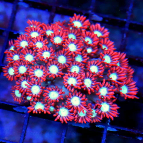 WYSIWYG 3" SUPER SUPER NEON RED WHITE ALIEN EYED ULTRA COLORED RED AUSSIE GONIOPORA-AWESOME live coral for sale - Extreme Corals