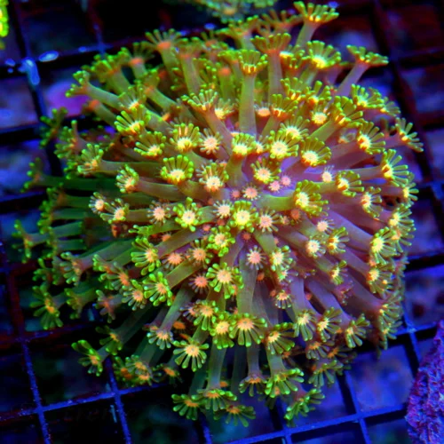 WYSIWYG 4.5X4.5  VERY VERY RARE COLORED JEWELED EYED SHOWPIECE AUSSIE ALVEOPORA-COLLECTORS ITEM COLOR live coral for sale - Extreme Corals