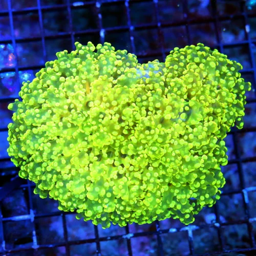 WYSIWYG 6X5 6X5XXL ULTRA SPECIMEN THAT IS BREATHTAKING THIS IS IT GLOW IN THE DARKYELLOW OCTOSPAWN SUPER RAR live coral for sale - Extreme Corals