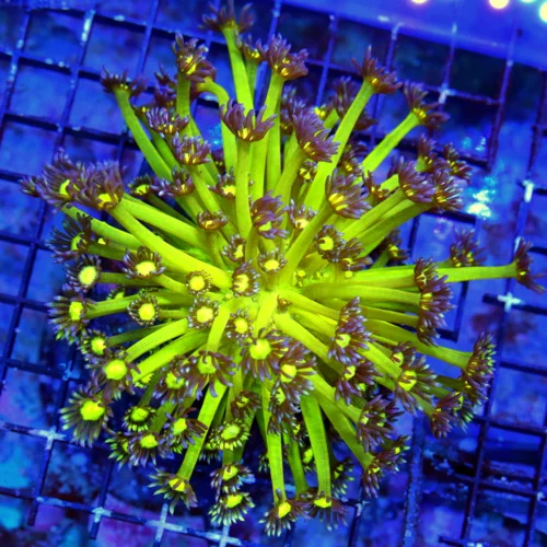 WYSIWYG 5.5X5.5 XXL ULTRA GONIOPORA-VERY VERY HARD TO GET "GLITTER" GONIOPORA-COLLECTORS ITEM!! live coral for sale - Extreme Corals