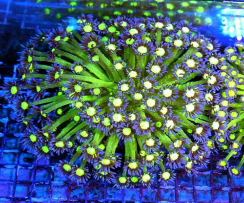 WYSIWYG 8X8 XXL ULTRA GONIOPORA-VERY VERY HARD TO GET "GLITTER" GONIOPORA-COLLECTORS ITEM!! live coral for sale - Extreme Corals