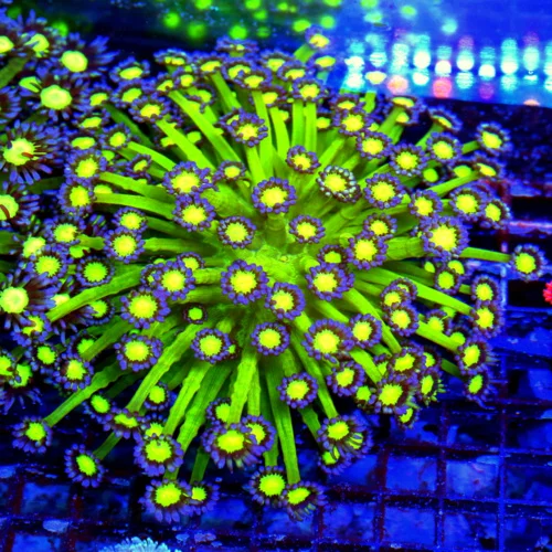 WYSIWYG 7X7 XXL ULTRA GONIOPORA-VERY VERY HARD TO GET "GLITTER" GONIOPORA-COLLECTORS ITEM!! live coral for sale - Extreme Corals