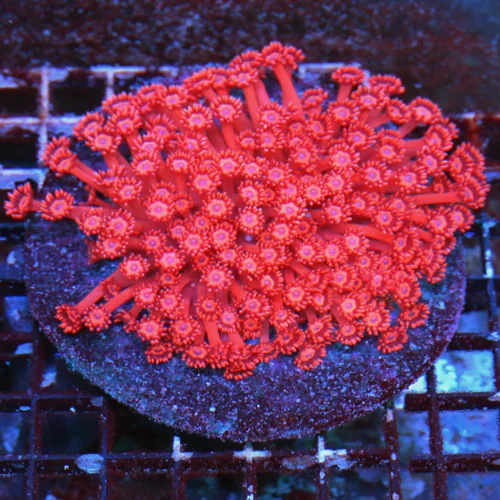 WYSIWYG 6X5 PEE IN YOUR PANTS AWESOME SUPER SUPER CHERRY FLAMETHOWER RED INDO GONIOPORA live coral for sale - Extreme Corals