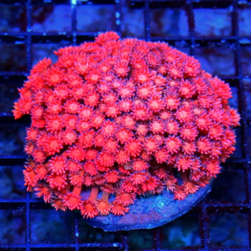 WYSIWYG 5X5 ULTRA FIREBOMB RED ULTRA ULTRA GRADE SHOWPIECE RED INDO GONIOPORA-ULTIMATE COLOR live coral for sale - Extreme Corals