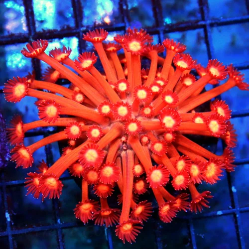 WYSIWYG 4.5X4.5  EXTREMECORALS HOLY GRAIL "ORANGE GLITTERBOMB" ULTRA COLLECTORS ITEM GONIOPORA-BOOK QUALITY! live coral for sale - Extreme Corals