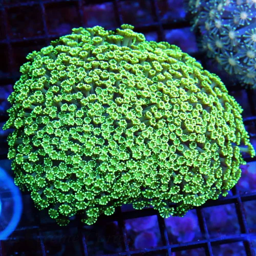 WYSIWYG 5X5 SUPER SEAFOAM GREEN ULTRA COLORED AUSTRALIAN ULTRA GRADE ALVEOPORA live coral for sale - Extreme Corals