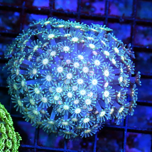 WYSIWYG 4X4 VERY VERY RARE COLORED JEWELED EYED SHOWPIECE AUSSIE ALVEOPORA-VERY VERY SPECIAL live coral for sale - Extreme Corals