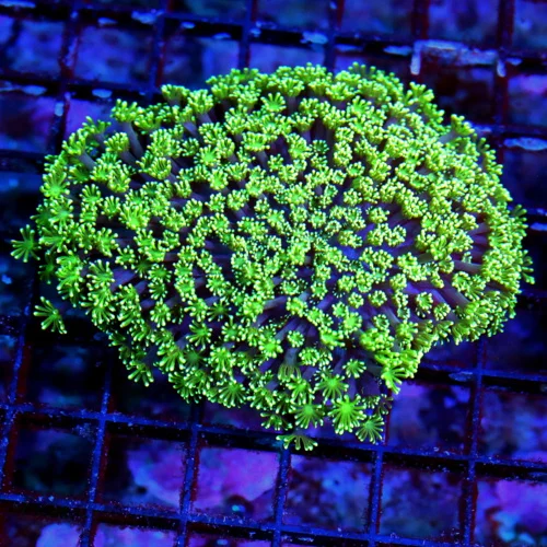WYSIWYG 5X5 SUPER SEAFOAM GREEN ULTRA COLORED AUSTRALIAN ULTRA GRADE ALVEOPORA live coral for sale - Extreme Corals