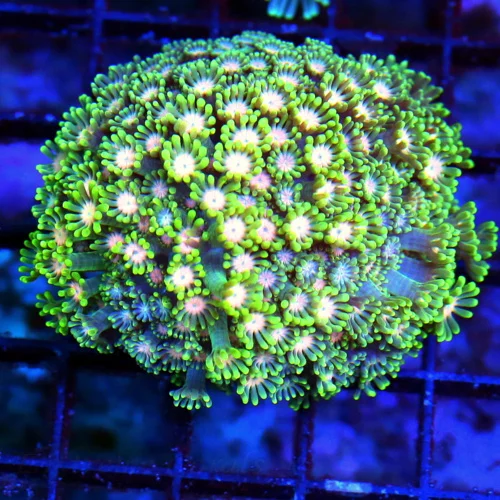 WYSIWYG 3.5"  ULTRA ORANGE JEWELED EYED VERY VERY RARE COLORED GREEN ALVEOPORA-SPECTACULAR!! live coral for sale - Extreme Corals