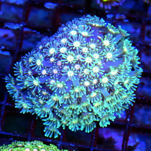 WYSIWYG 3.5 ULTRA PINK JEWELED EYED VERY VERY RARE COLORED BLUE ALVEOPORA-SPECTACULAR!! live coral for sale - Extreme Corals