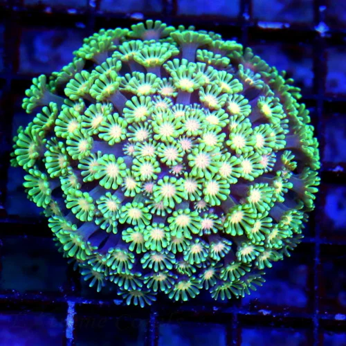 WYSIWYG 3" 3.5"  ULTRA ORANGE JEWELED EYED VERY VERY RARE COLORED GREEN ALVEOPORA-SPECTACULAR!! live coral for sale - Extreme Corals