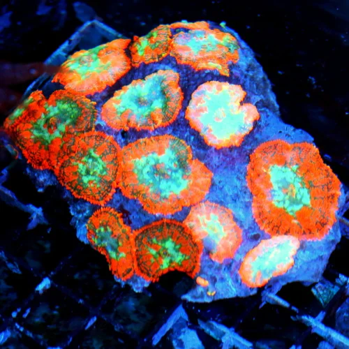 WYSIWYG 5.5X5 XL CENTERPIECE RHODACTIS MUSHROOM COLONY-THIS SPECIMEN IS VERY SPECIAL AND COLOR IS SUPER INTE live coral for sale - Extreme Corals