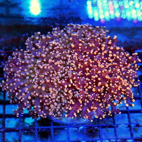 WYSIWYG 7X5 VERY SPECIAL COMBO OCTOSPAWN TWO TOTALLY DIFFERENT SHOW COLOR OCTOSPAWN IN ONE CORAL 2 FOR 1 live coral for sale - Extreme Corals