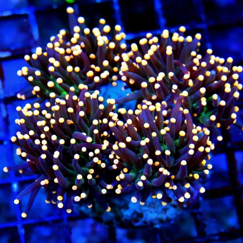 WYSIWYG 5.5X5.5 WOW WOW WOW SUPER ORANGE TIPPED "ULTRA JOKERS WILD" INDO TORCH COLLECTORS BOOK QUALITY SPECI live coral for sale - Extreme Corals