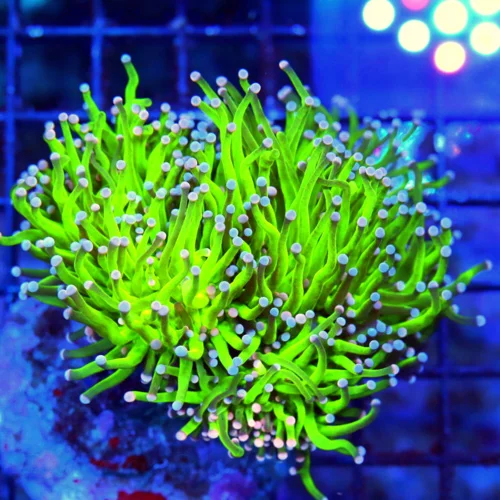 WYSIWYG 4.5X4.5 OUTRAGEOUS COLOR!! ULTRA ULTRA GRADE "CAREBEAR TORCH" THIS IS DEFINATELY MUST PURCHASE COLLE live coral for sale - Extreme Corals