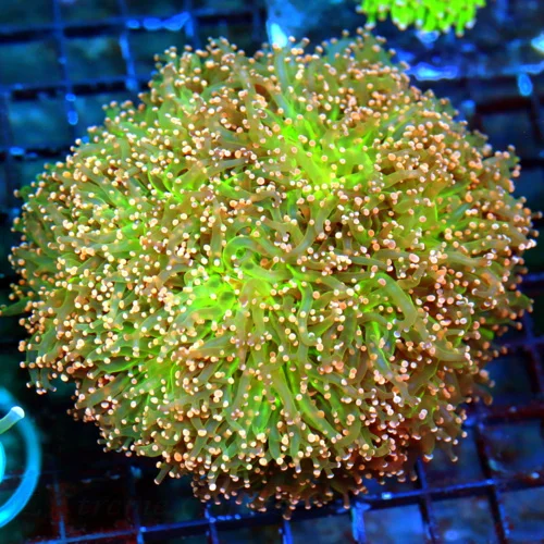 WYSIWYG 6X6 XXL OUTRAGEOUS NEON NEONORANGE TIPPED GLOWING LIME GREEN GIANT INDO TORCH CORAL-INCREDIBLE!! live coral for sale - Extreme Corals